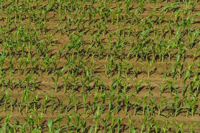 OFA Farm Facts: Harvesting Corn in Ontario